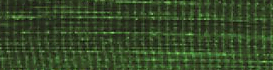 Skeletal muscle immunofluorescence, green channel