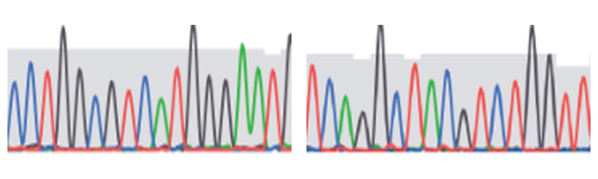 Sanger DNA sequencing traces from the laboratory publication